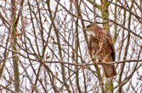 buizerd