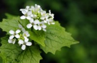 bloemen