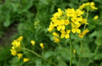 bloemen