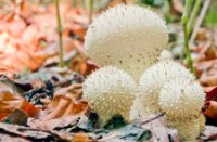 Parelstuifzwam, ( Lycoperdon perlatum ), Het Staelduinse Bos, Parelstuifzwam, ( Lycoperdon perlatum )
