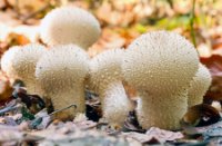 Parelstuifzwam, ( Lycoperdon perlatum ), Het Staelduinse Bos, Parelstuifzwam, ( Lycoperdon perlatum )