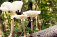 Porselein paddestoel, Het Staelduinse Bos, Porselein paddestoel