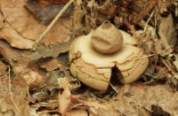 gekraagde aardster, Het Staelduinse Bos, gekraagde aardster