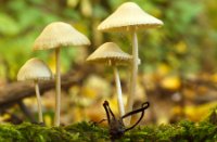 Paddestoel, Lage Bergse Bos, Paddestoel