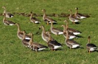 Grauwe ganzen, Midden Delfland Broekpolder, Grauwe ganzen