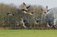 Grauwe ganzen, Midden Delfland Broekpolder, Grauwe ganzen