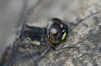 Detail van de oog van een libele, Kalmhoutse heide, libelle