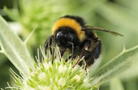 Aardhommel op distel