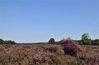Bussemmerheide