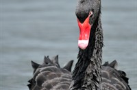 zwarte zwaan (Cygnus atratus), Zwarte Zwaan