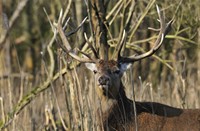 Edelhert - Oostvaardersplassen, Oostvaardersplassen