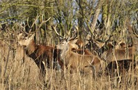 Edelherten - Oostvaardersplassen, Oostvaardersplassen