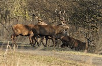 Oostvaardersplassen, Oostvaardersplassen