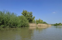 Biesbosch