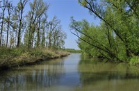 Biesbosch