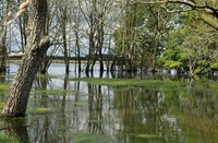 Biesbosch