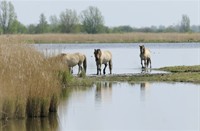 Knikspaarden - Lauwersmeer