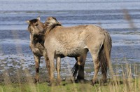 Konikspaarden - Lauwersmeer