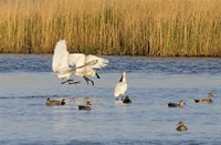 Lepelaars - Lauwersmeer