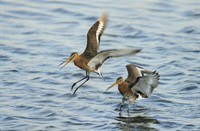 Gruttos - Lauwersmeer