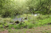 Drentsche A, Drentsche A