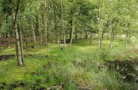 Drentsche A, Drentsche A