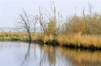 Bargerveen, Bargerveen
