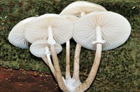 Porseleinzwam, Staelduinse Bos