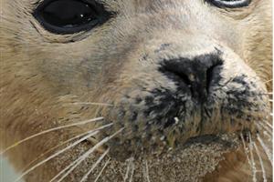 Gewone Zeehond