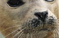 Gewone Zeehond