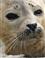 Gewone Zeehond