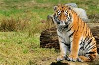 Siberishe tijger