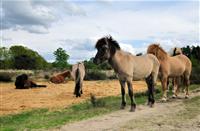 Koniks Paarden