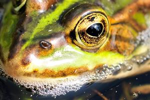 Reflectie in de oog van de groene kikker