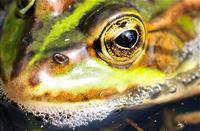 Reflectie in de oog van de groene kikker, De Kempen, Groene Kikker