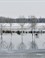 Biesbosch