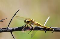Libelle, Amterdamse Waterleidingduinen, Grote keizerlibel