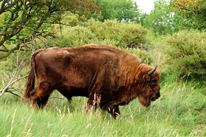 wisent - europeese bison
