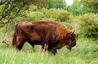 wisent - europeese bison, Middenduin, Wisent