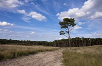 landschap, De Kempen, Mazhar Uzun