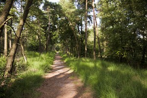 Bos van de Kempen