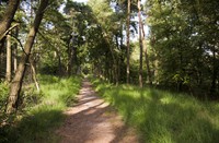 Bos van de Kempen, De Kempen, Mazhar Uzun