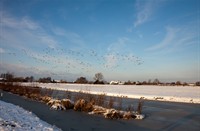 Trekvogels