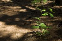 Wilde planten, Nationaal Park De Groote Peel, mazhar uzun
