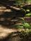 Wilde planten