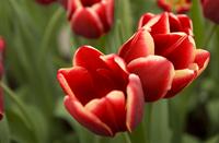 Tulpen, keukenhof, mazhar uzun