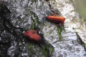 paddestoel op berk