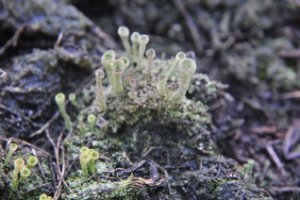 paddestoel tussen de heide 