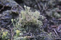 paddestoel tussen de heide 
