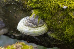 Zwam in de Oisterwijkse Bossen en Vennen